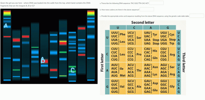 Dna dogma central bio activity please answers help correct if