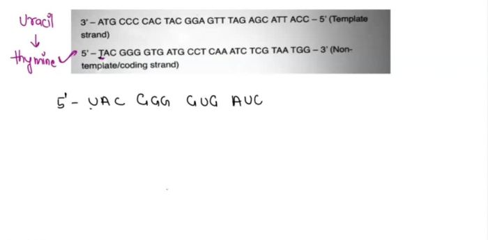 A dna segment has base order agc tta tcg