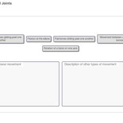 Focus figure 8.1 synovial joints