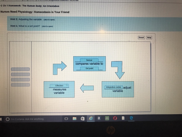 Nurses need physiology homeostasis is your friend