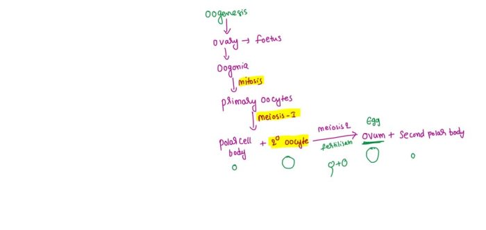 Which reproductive structure is correctly paired with its function