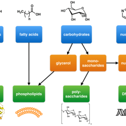 Match the organic molecules with the correct subunits.