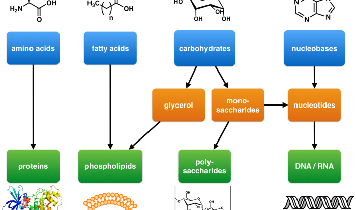 Match the organic molecules with the correct subunits.