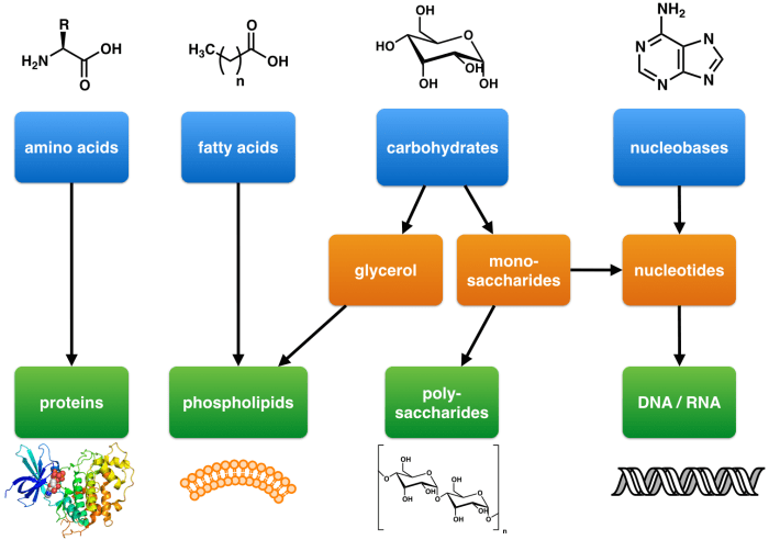 Match the organic molecules with the correct subunits.