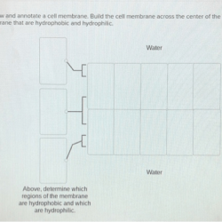 Membranes biology diagram draw structure label show membrane ib cell cells plasma drawing annotated phospholipids notes study choose figure board