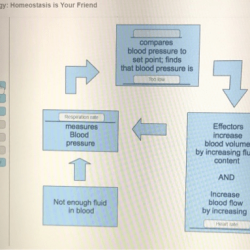 Nurses need physiology homeostasis is your friend