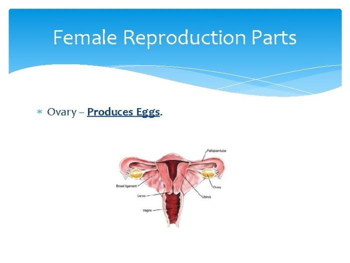 Which reproductive structure is correctly paired with its function