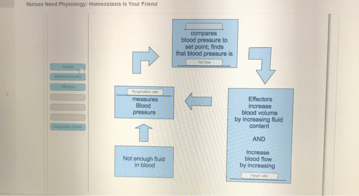 Nurses need physiology homeostasis is your friend